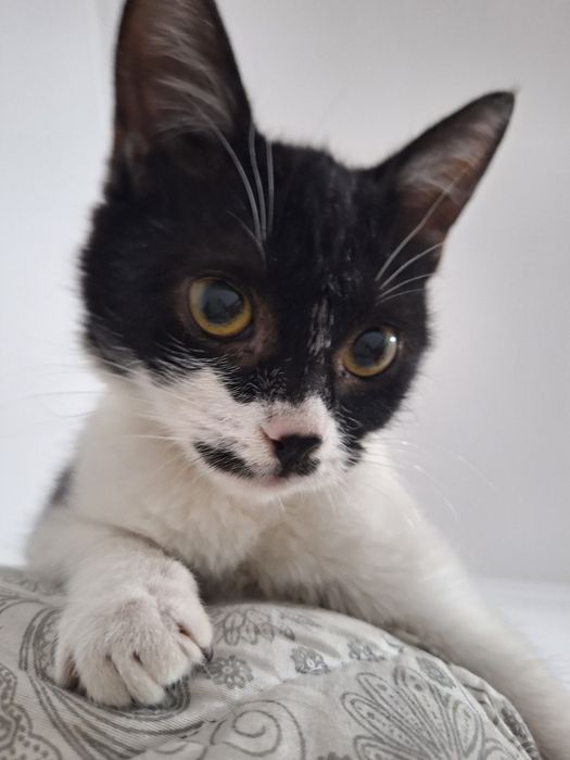 Сладкая булочка ищет дом