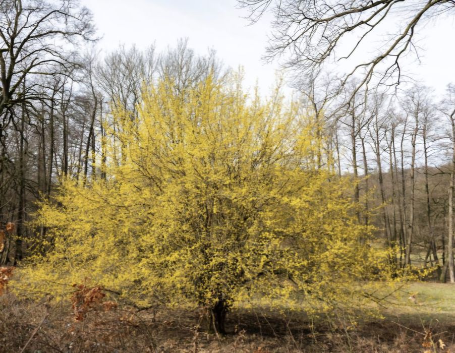 Vand puieti corn fructifer