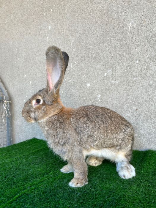 Фландер 7 ойлик самка