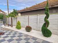 Tuia spiral buxus