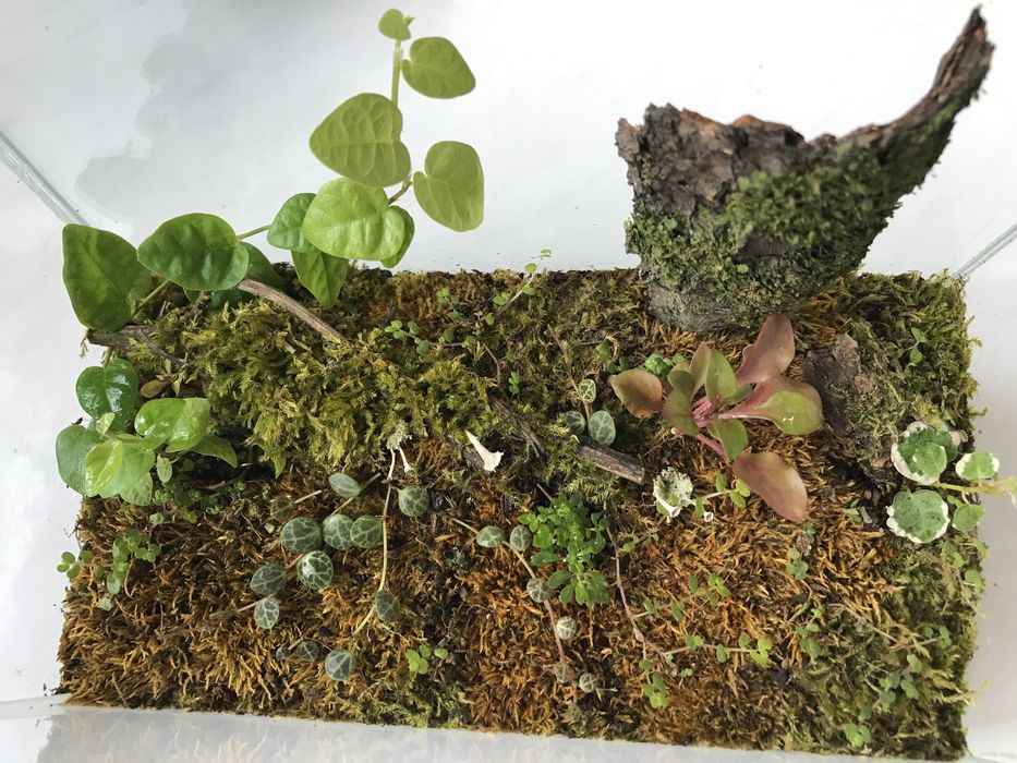 Продам мохариум!