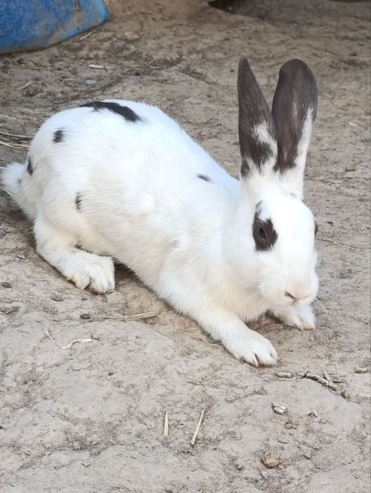 Srochna Quyon sotiladi