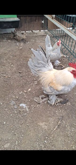 Familii mii de flori