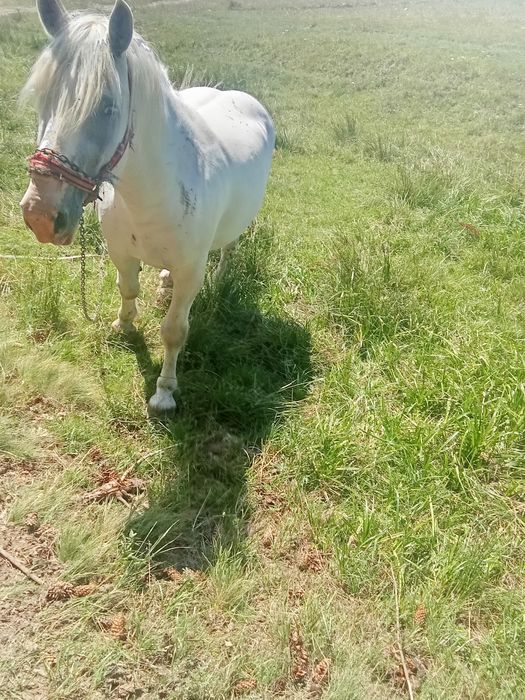 Vând cal frumos și