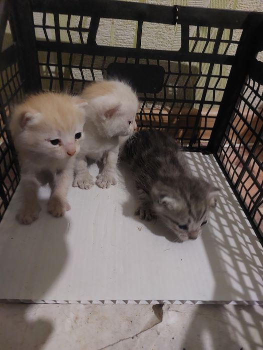 Отдам БЕСПЛАТНО котят в хорошие руки