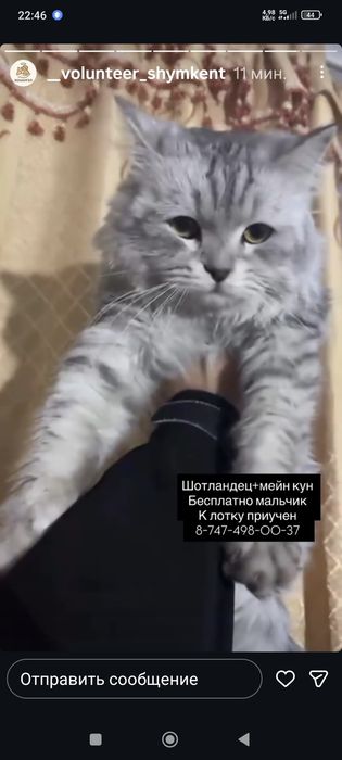 Кошки в Добрые Руки !!!