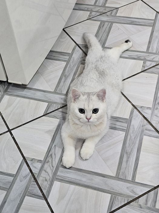 Продам кастрированного котика