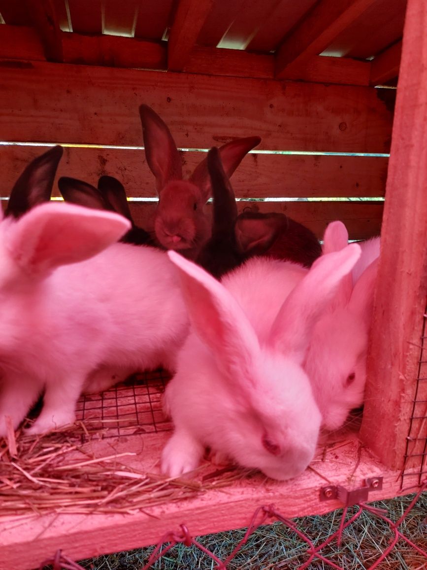 De vanzare iepuri tinere / Eladó süldő nyuszik