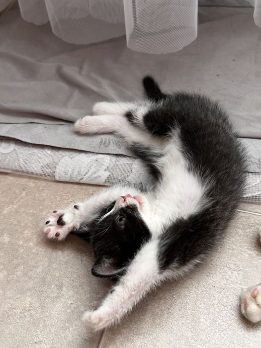 Отдам котенка в хорошие, заботливые руки