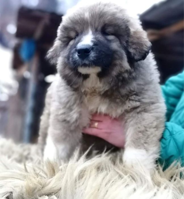 Mascul Ciobanesc Carpatin