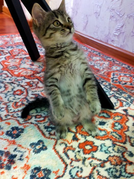 Котёнок бесплатно