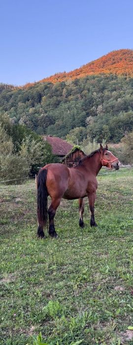 Cal castrat de 7 ani