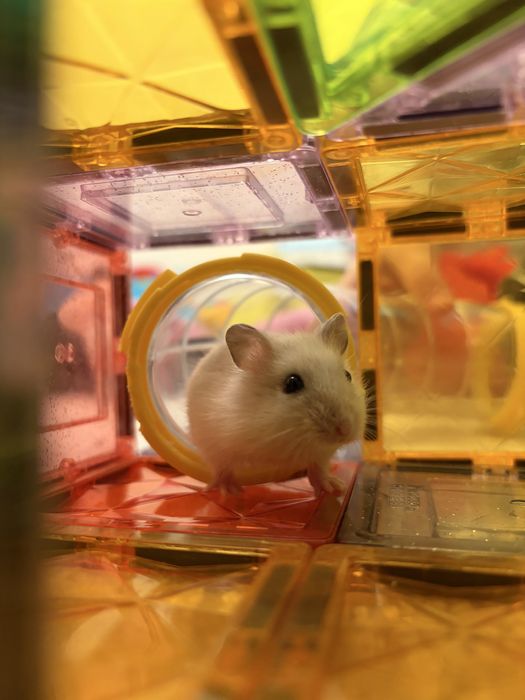 Donez hamsteri pitici siberian