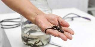 Продам пиявки медицинские