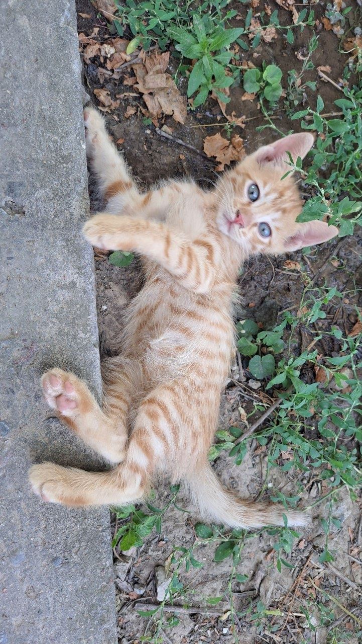 Милые, красивые котята. Даром..