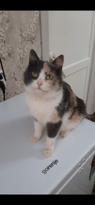 Уютная комфортная кошечка Зорька в добрые руки!