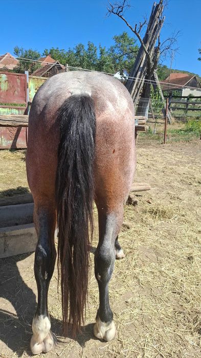 Armasar de 3 ani bland