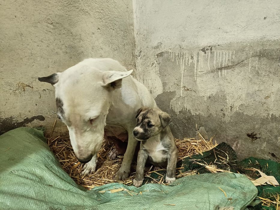 Бультерьер помесь с дворнягой