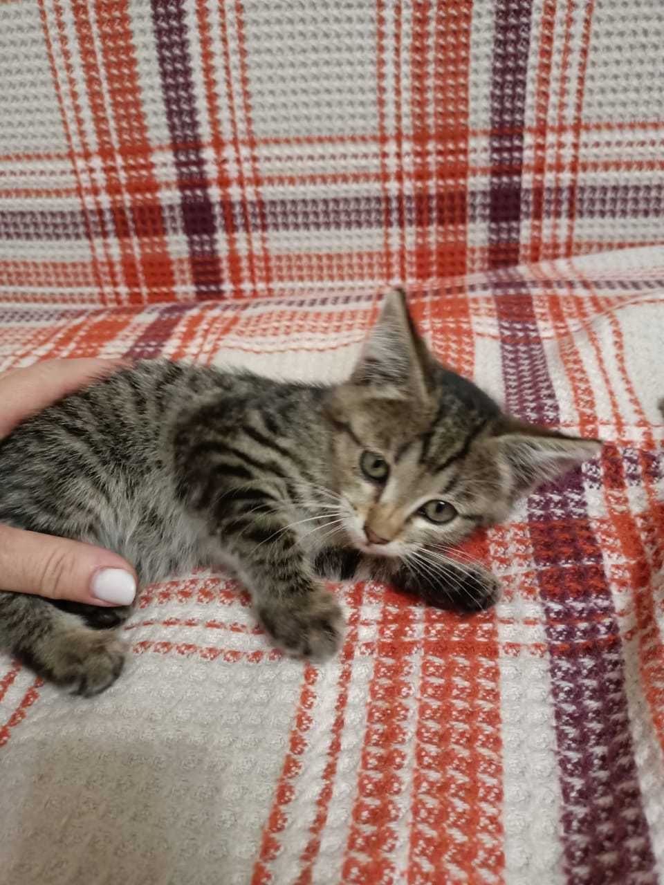 Котенок Бесплатно