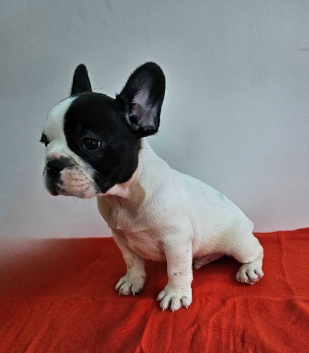 Mascul bulldog rancez