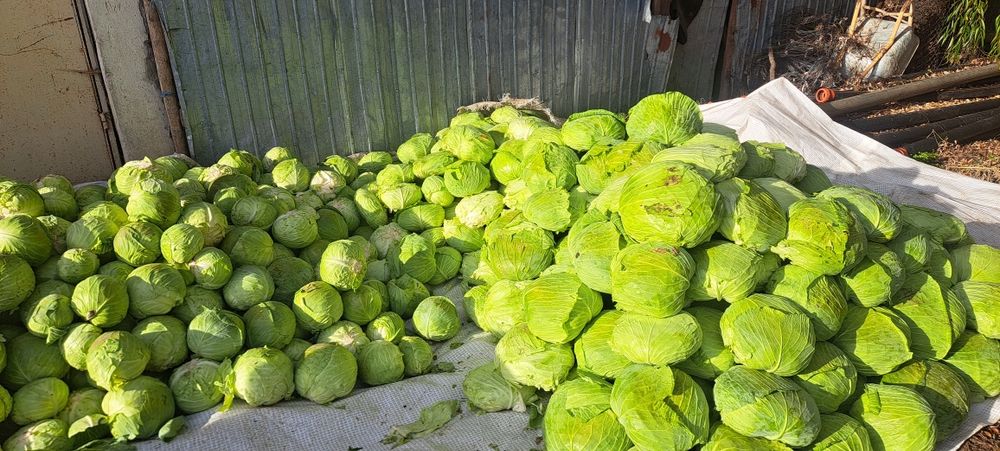 De vanzare varza plata