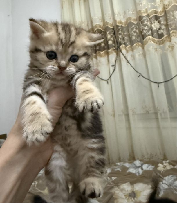 Котята скотиш фолд и скотиш страйт