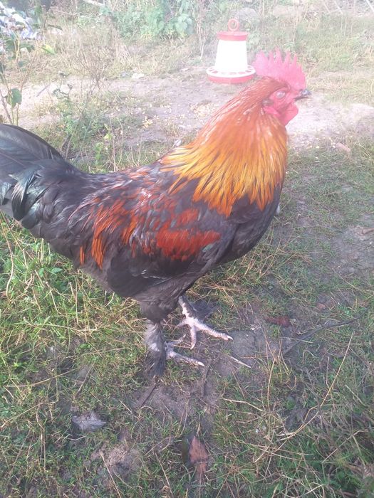 Vând cocos Marans și Australorp