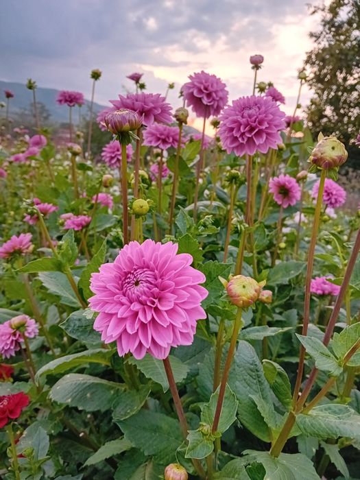 Bulbi de dalii culori garantate