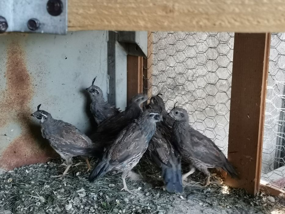 Californiene cu moț