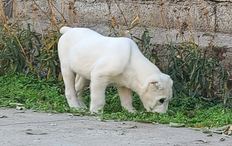 Щенки алабай готовы к продаже