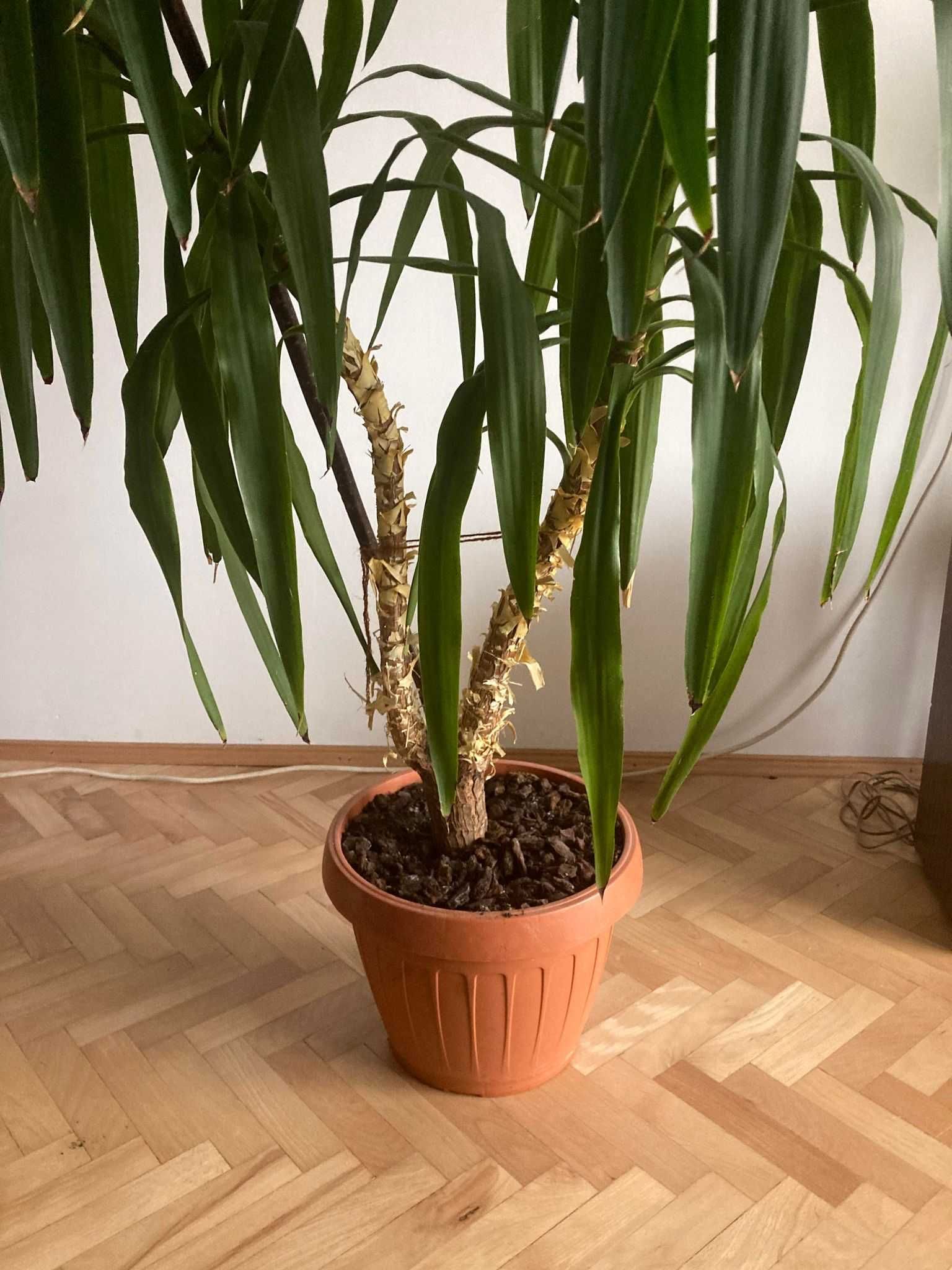 Yucca/ Planta de interior