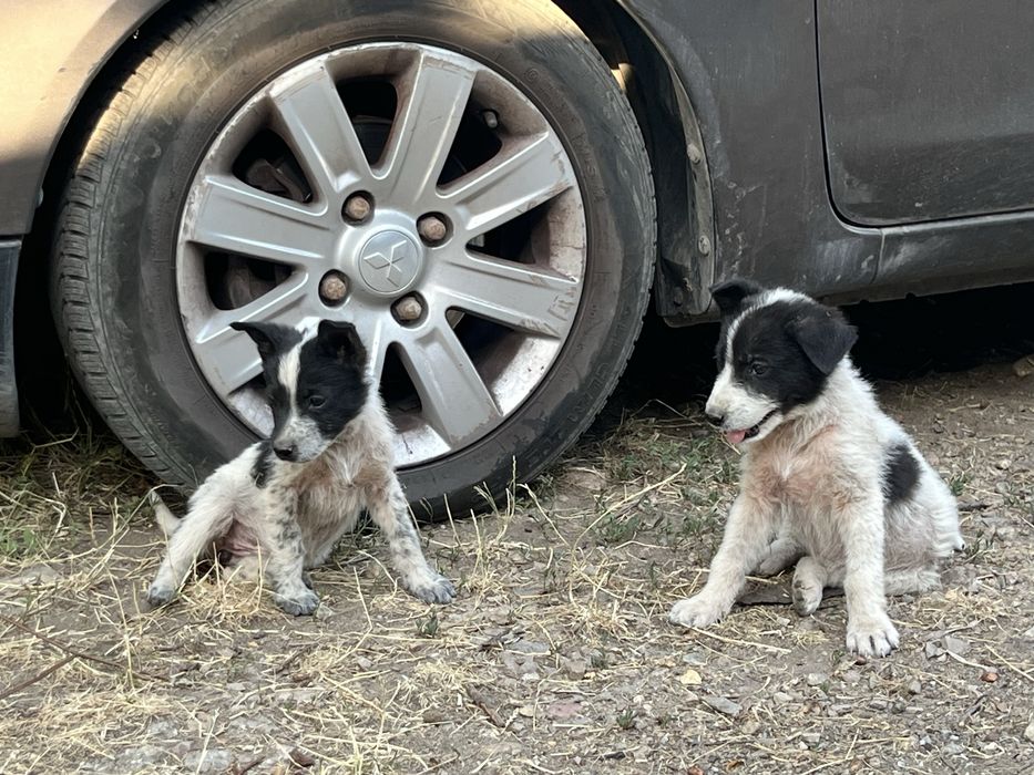 Бебенца на 45 дни, търсят груживни стопани