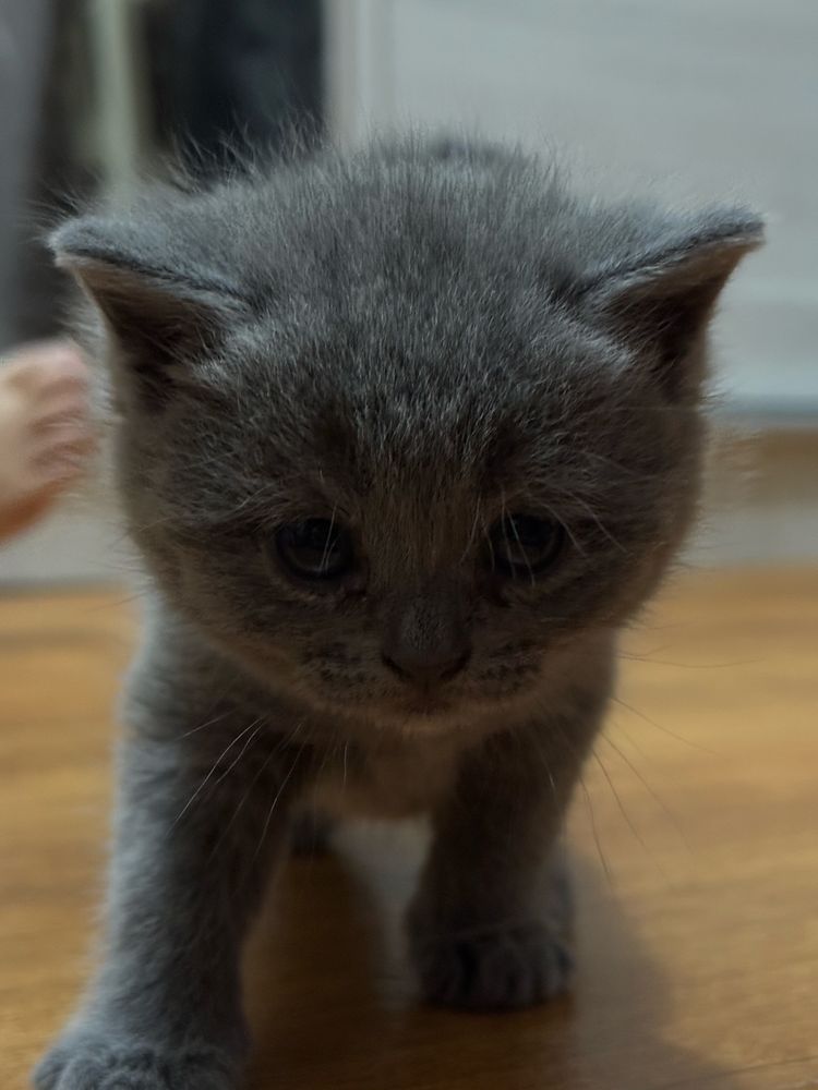 Продаю котенка скотиш , ей месяц.
