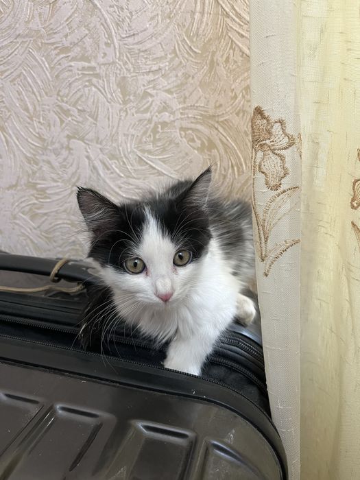 Отдам котёнка в добрые руки