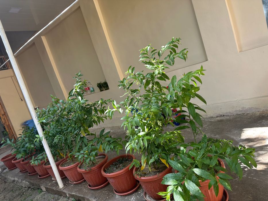 Mushki ambar gullari