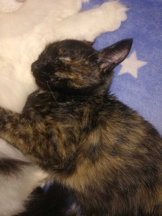 Подарявам коте на три месеца