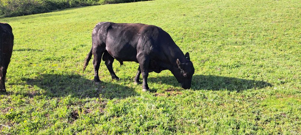 Vând tăuraș rasa Aberdeen Angus
