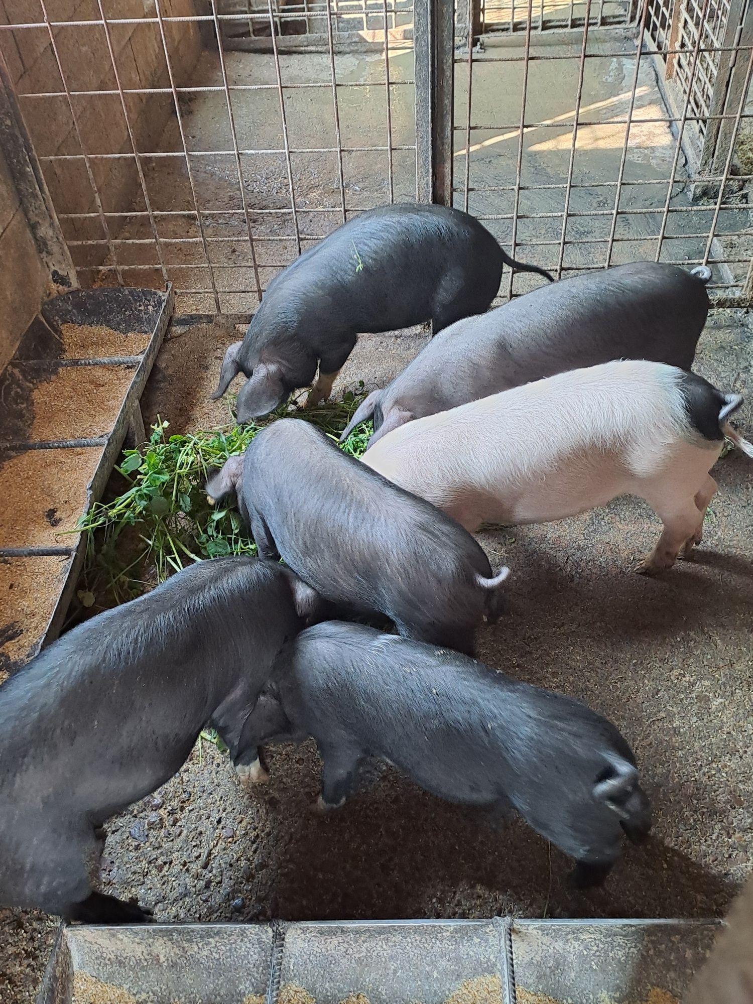 Pui de gaina disponibili