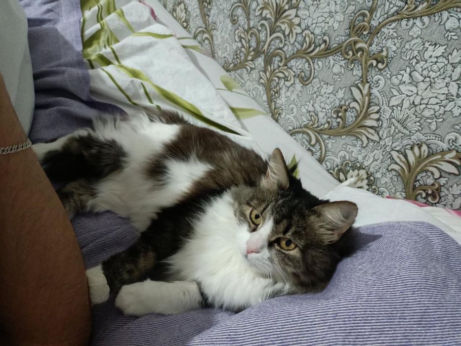 Кошка Отдам в хорошие и добрые руки