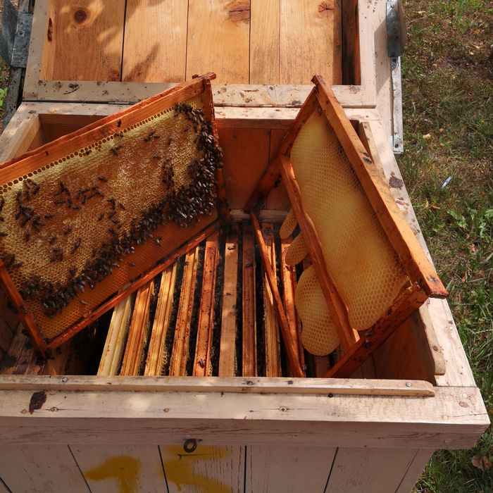 Vind 5---10 Familii de albine  Regine Carpatine din 2025