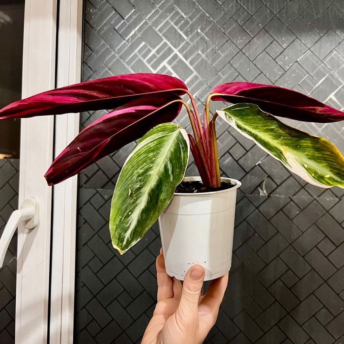 Страманта  декоративный красивый цветок, в уходе не прихотливый