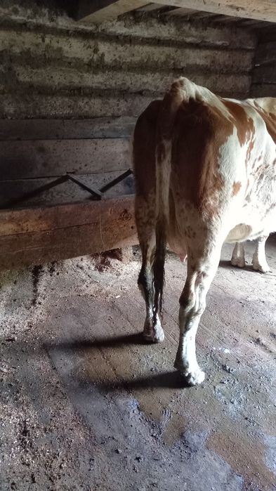 Vând vacă bălțată românească.