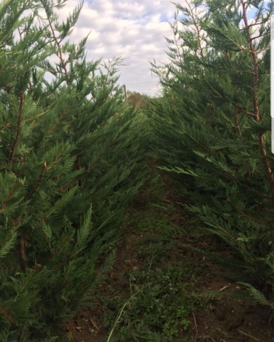 Tuia smaragd/ leylandii 2m-4m