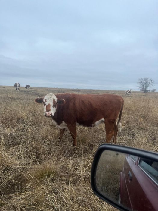 Соғым Кунажын кашар!