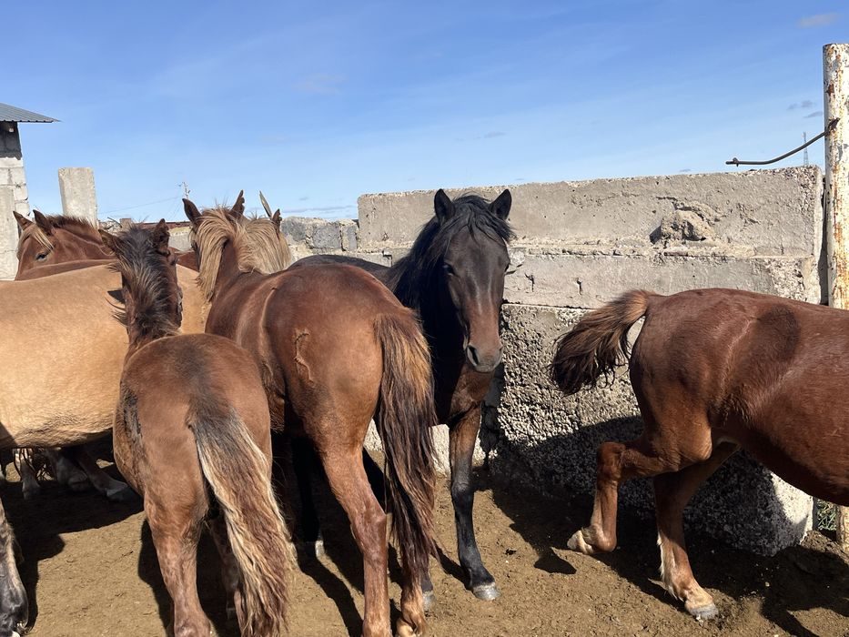 Продам тай бие на соғым