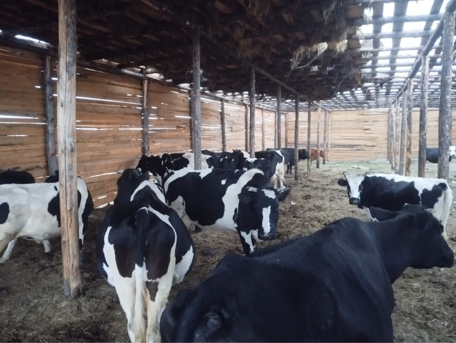 Продаются дойные коровы