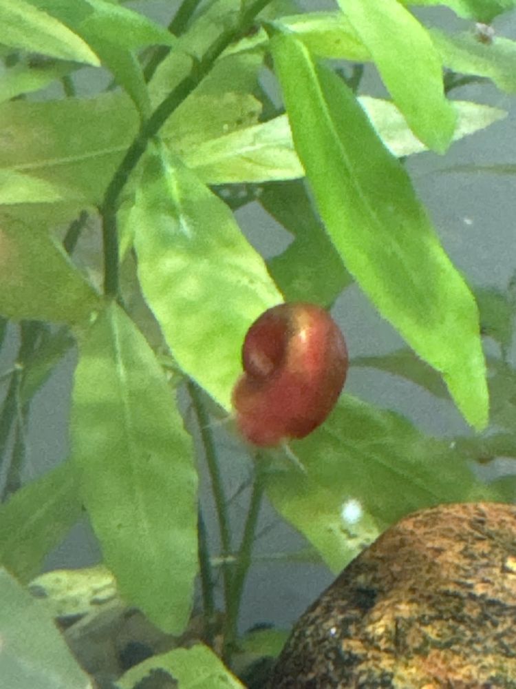 Donez melci ramshorn