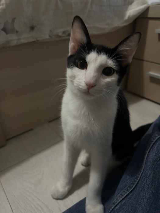 Simpaticul isi cauta o familie