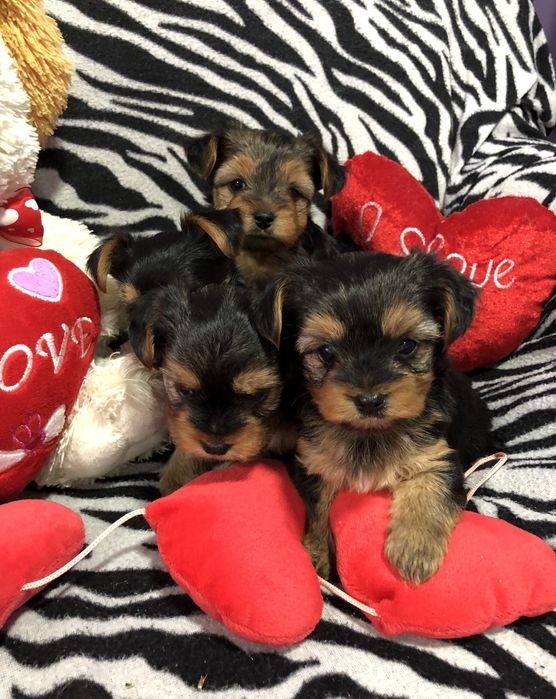 Йоркширски териер- Мини йорки