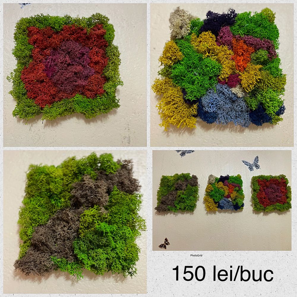 Tablou cu licheni stabilizati  40x40 cm